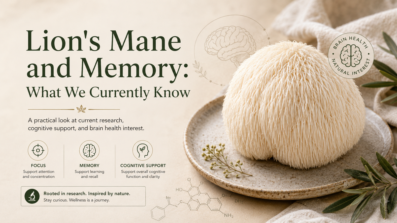 Lion's Mane and Memory: What We Currently Know
